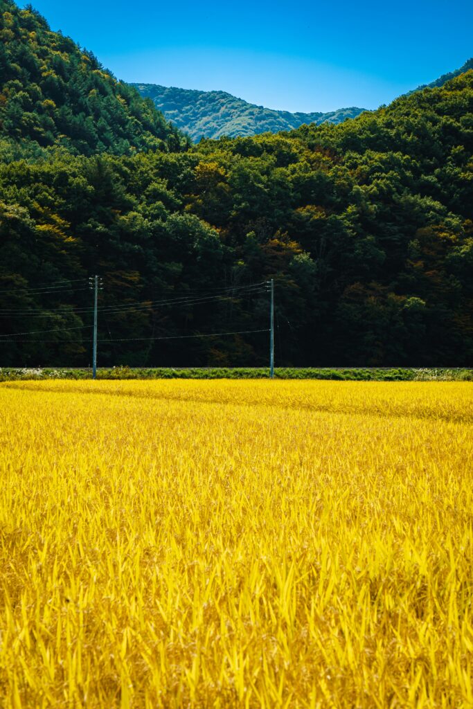 Why Koreans Celebrate Chuseok (Korean Thanksgiving)